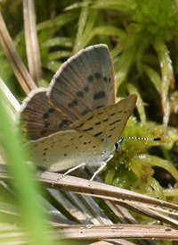 Bog Copper